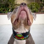 The Grinchmas Limited Collar - Image 4