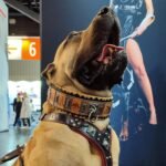 The ''SPQR'' Dog Collar - Image 4