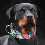 The “Ghosts” collar -LIMITED - Image 3