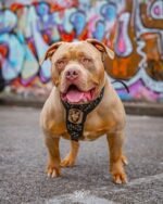 Irondog Harness - Image 2