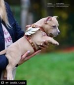 The "Hermeses" leather harness - Small to Medium Size - Image 3
