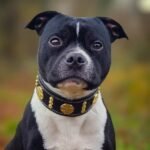 The "Maximus" collar 2 inch wide gold decoration - Image 4