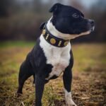 The "Maximus" collar 2 inch wide gold decoration - Image 5