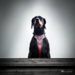 Superdog Harness - Image 3