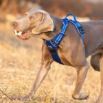Royal Blue No Pull Harness - Image 3