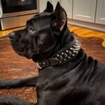 The "Big Boy" collar - Image 2