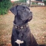 "Aztec" black dog collar - Image 3