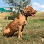 "Aztec" brown dog collar - Image 2