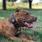 "Aztec" brown dog collar - Image 3