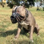 ''Aztec'' Dark Brown Basket Muzzle - Image 2