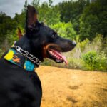 The BCW Limited Collar - Image 3
