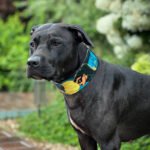 The BCW Limited Collar - Image 4