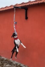 Dog Spring Pole - Image 5