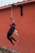 Dog Spring Pole - Image 4