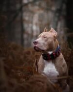 ''Captain A'' Collar - Image 2