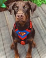 Superdog Harness - Image 2