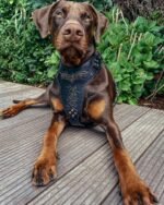 BATDOG HARNESS - Image 3