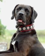 "Bijou" collar black & red - Image 2