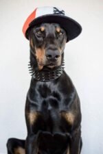 ''Black Giant'' collar - Image 2