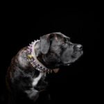 The Candy Dog Collar - Image 4