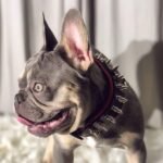 "Danger" collar - Image 4