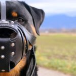 ''Eros'' Basket Muzzle All Black - Image 3