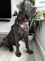 "EROS" BIG dog SET- Harness - collar - lead. Black & Red - Image 3