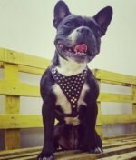 ''Frenchie'' studded leather harness Small to Medium Size - Image 3