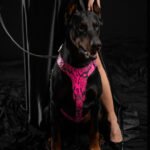 The ''Rock Python'' harness PINK - Image 2