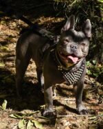 ''Frenchie'' studded leather harness Small to Medium Size - Image 2