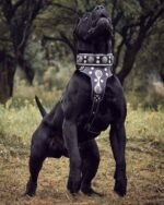 "Hektor" collar - Image 2