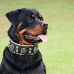 "Hektor" collar - Image 3