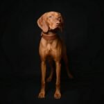 The "Ostrich" collar LIMITED - Image 3