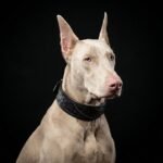 The "Korona" collar BLACK EDITION - Image 4