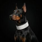 The ''Dragon Scale'' LIMITED collar exclusive design - Image 3