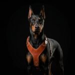 The ''Style'' harness Brown - Image 2