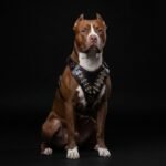 The "Steel" harness - Image 3