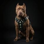''Bijou'' harness Black & Green for big dogs - Image 2
