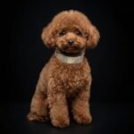 The "Balthazar" puppy collar - Image 2
