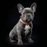 The ''Nostalgia Rose'' puppy collar - Image 2