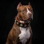 The "Bijou" collar orange - Image 3