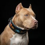 The Fire & Ash Limited Collar - Image 4