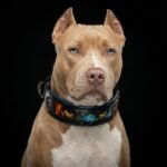 The Fire & Ash Limited Collar - Image 5