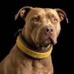 The ''Shrek'' collar - Image 2