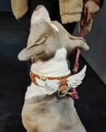 Hermes Collar - Image 2
