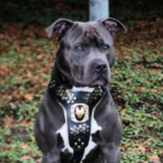Irondog Harness - Image 3