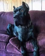 "Maximus Silver" BIG dog SET- Harness - collar - lead. Black - Image 2