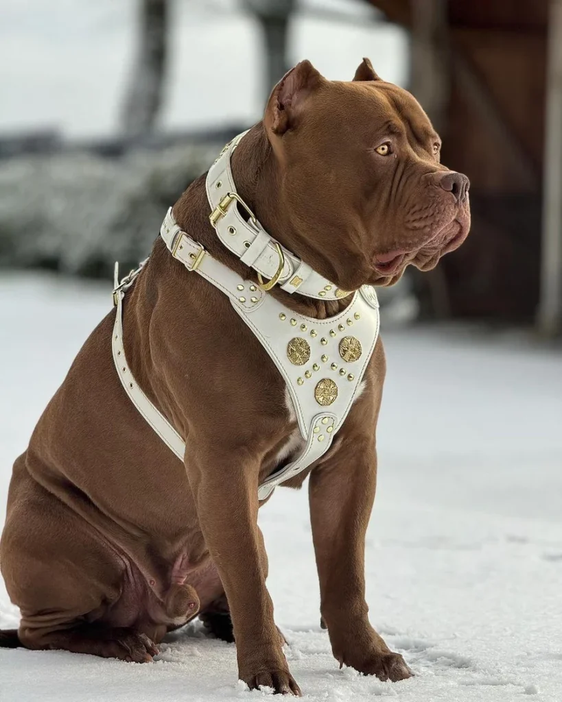 maximus-white-big-dog-set-harness-collar-lead-brass-rivets-101404