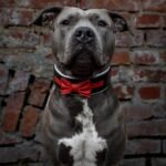 The "Bowtie" collar black - Image 2