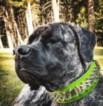 ''Predator'' collar in Green - Image 2